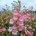 Penstemon x 'Apple Blossom'